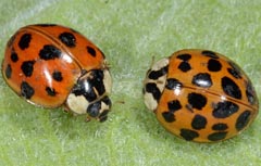 Harmonia axyridis