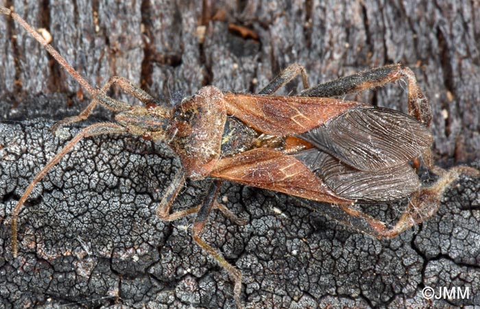 Leptoglossus occidentalis