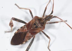 Leptoglossus occidentalis