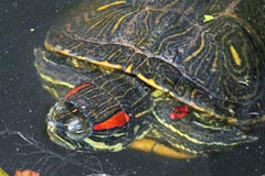 Trachemys scripta elegans