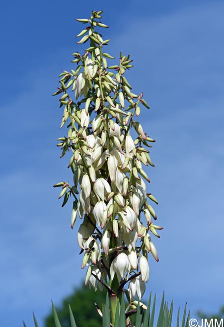 Yucca gloriosa