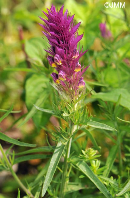 Melampyrum arvense