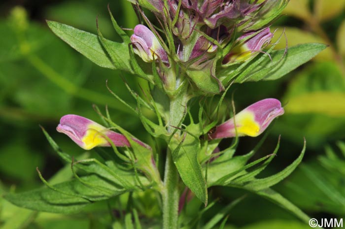 Melampyrum arvense