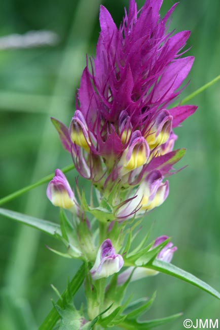 Melampyrum arvense