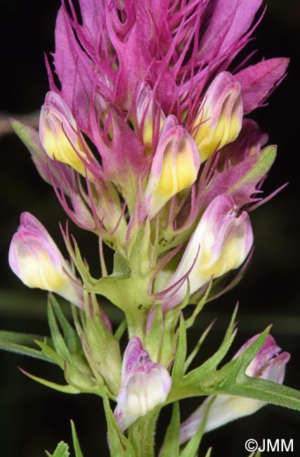 Melampyrum arvense