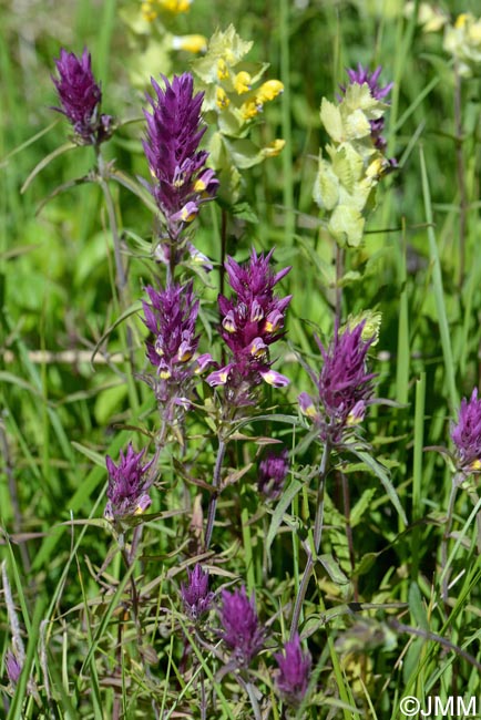 Melampyrum arvense & Rhinanthus alectorolophus