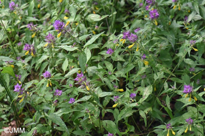 Melampyrum catalaunicum = Melampyrum vaudense