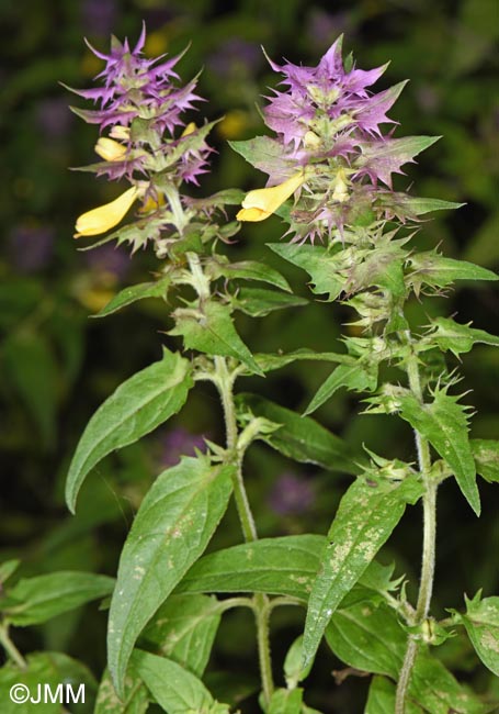 Melampyrum catalaunicum = Melampyrum vaudense