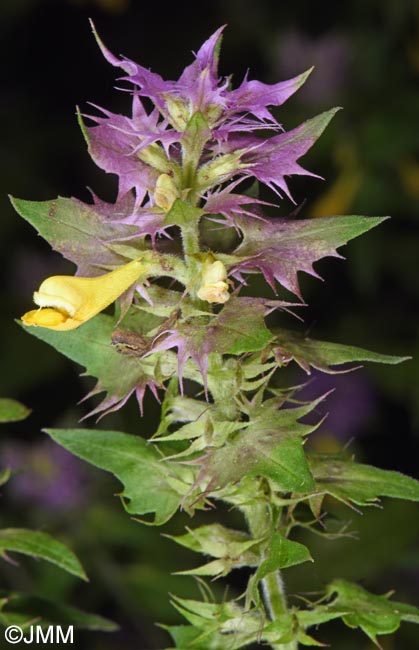 Melampyrum catalaunicum = Melampyrum vaudense