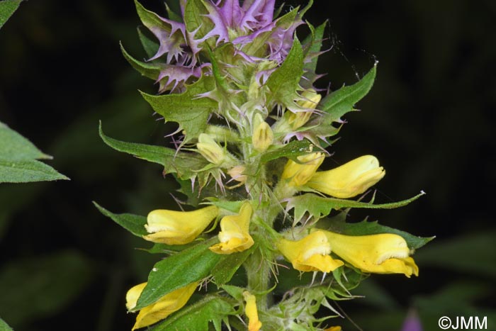 Melampyrum catalaunicum = Melampyrum vaudense