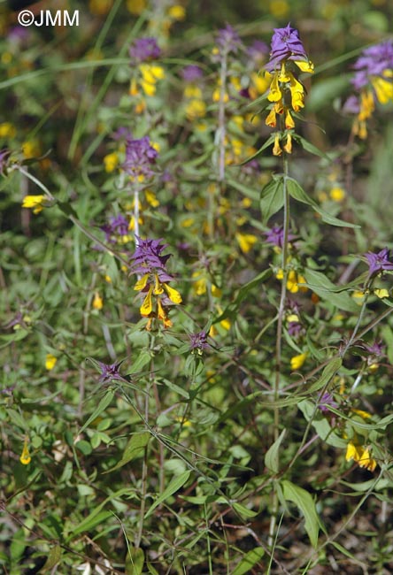 Melampyrum catalaunicum = Melampyrum vaudense