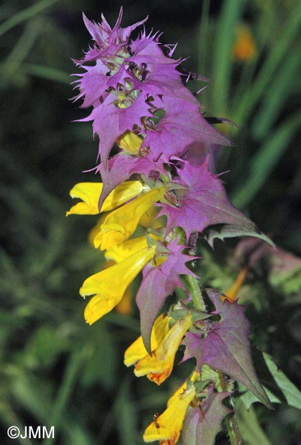 Melampyrum catalaunicum = Melampyrum vaudense