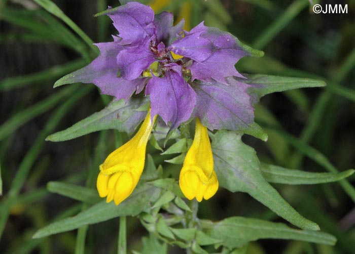 Melampyrum catalaunicum = Melampyrum vaudense