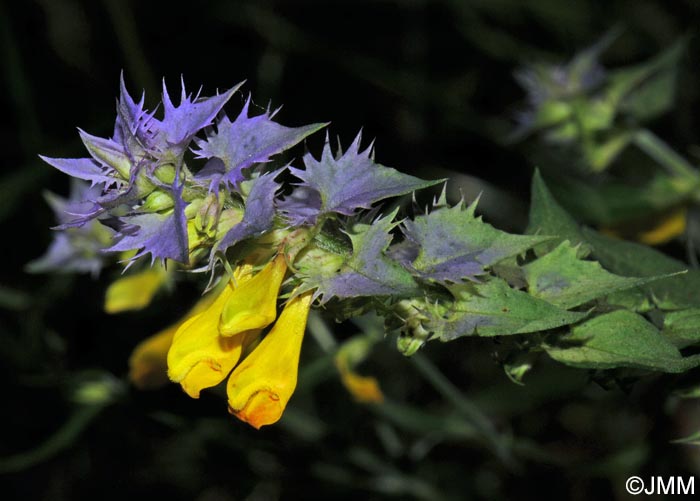 Melampyrum catalaunicum = Melampyrum vaudense