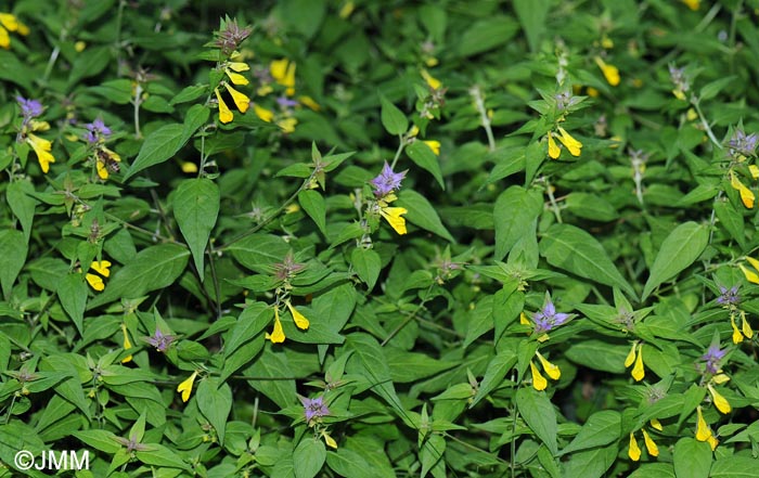 Melampyrum italicum