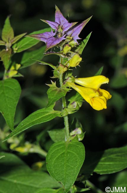 Melampyrum italicum