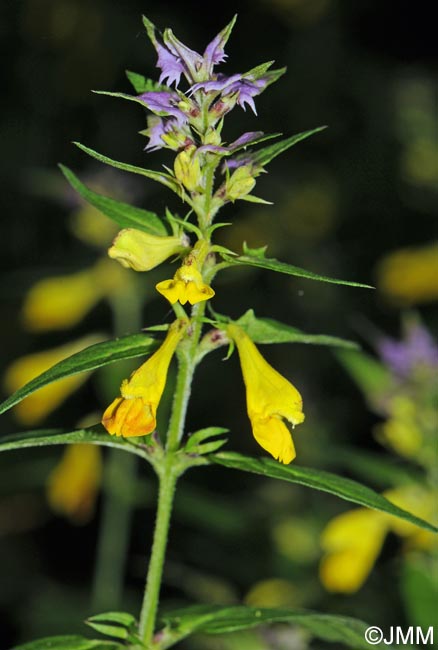 Melampyrum italicum