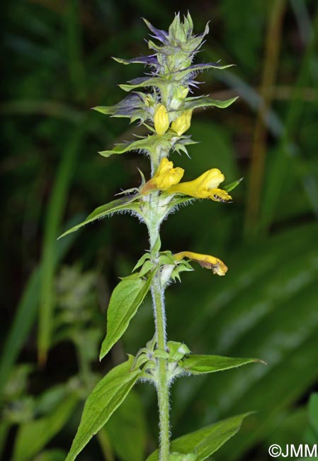 Melampyrum nemorosum