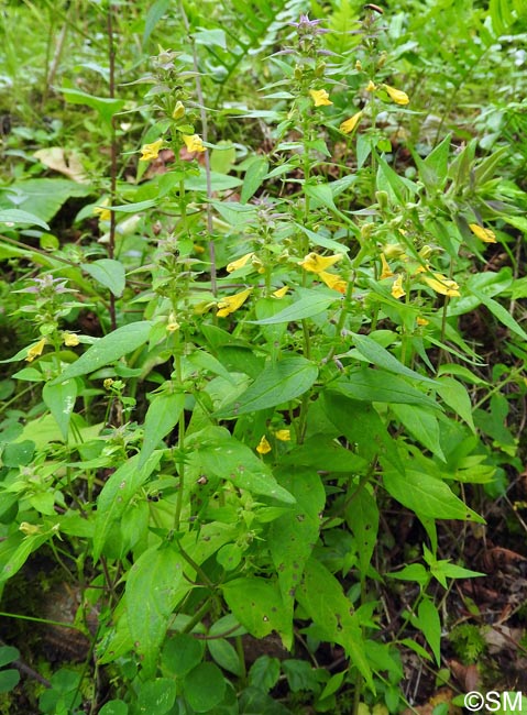 Melampyrum nemorosum