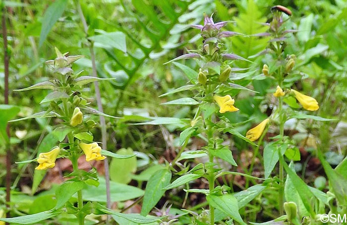 Melampyrum nemorosum