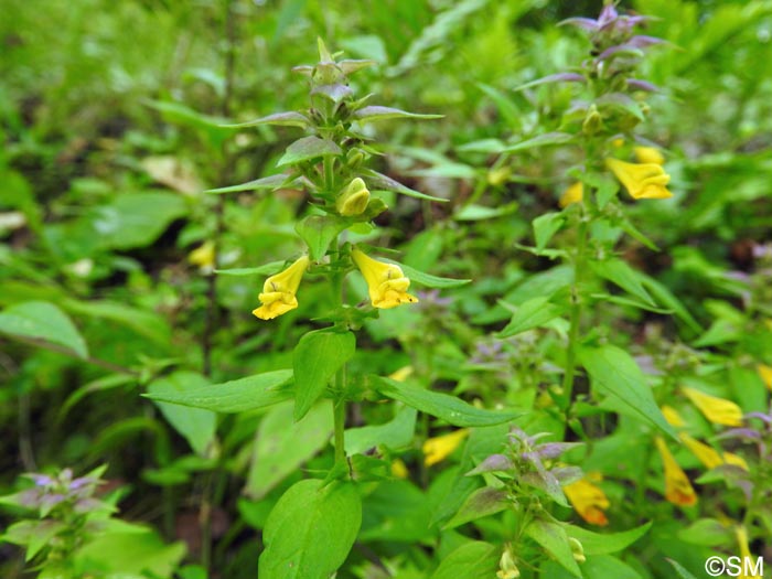 Melampyrum nemorosum