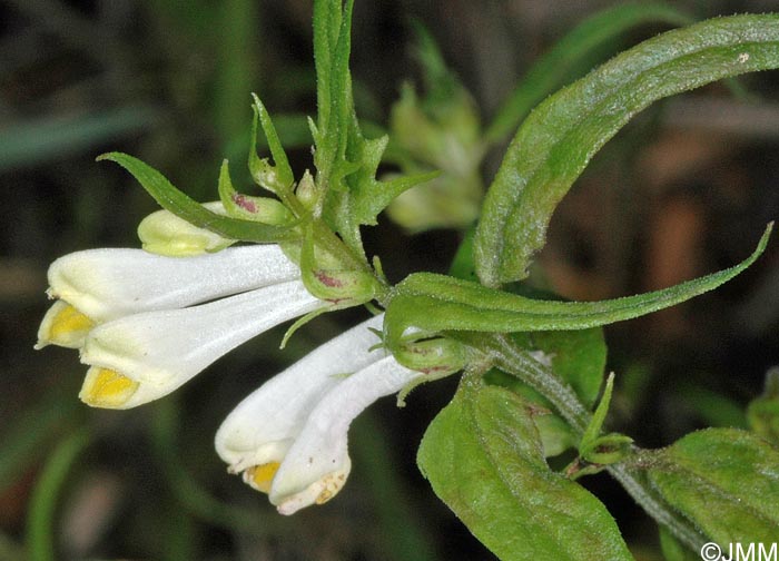 Melampyrum pratense