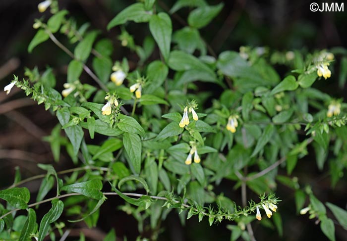 Melampyrum pratense