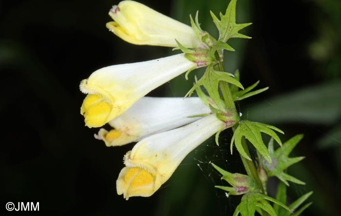 Melampyrum pratense