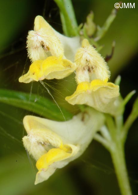 Melampyrum pratense