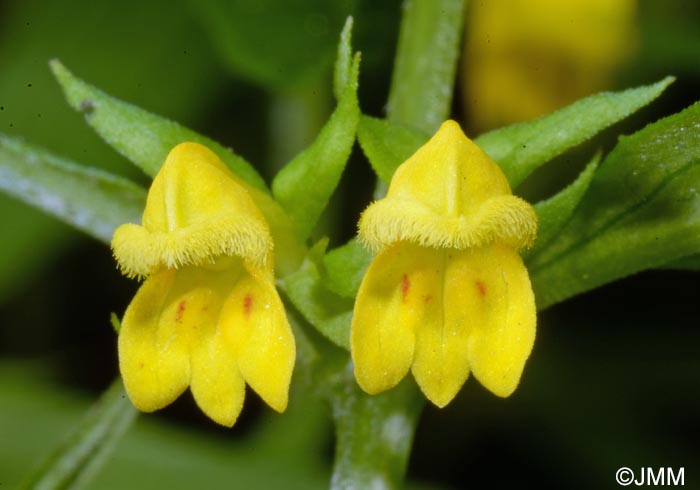 Melampyrum sylvaticum