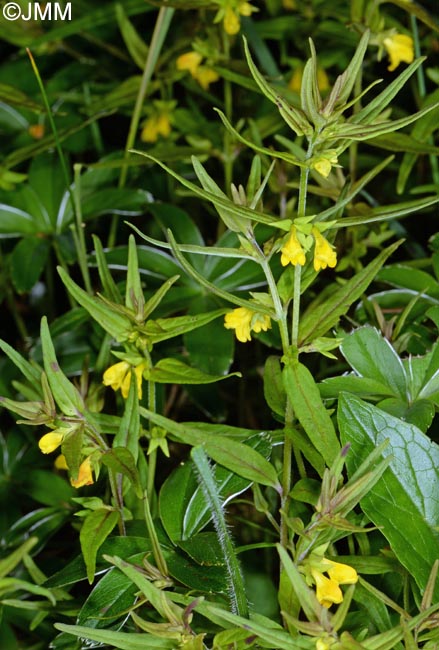 Melampyrum sylvaticum