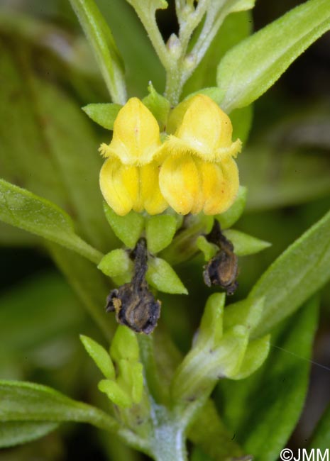 Melampyrum sylvaticum