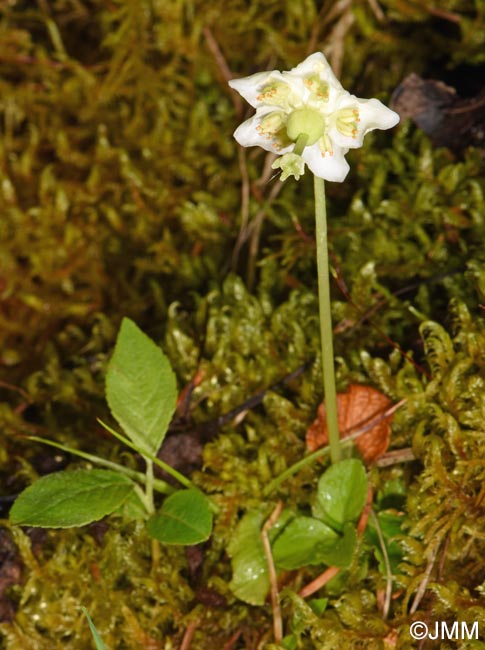 Moneses uniflora