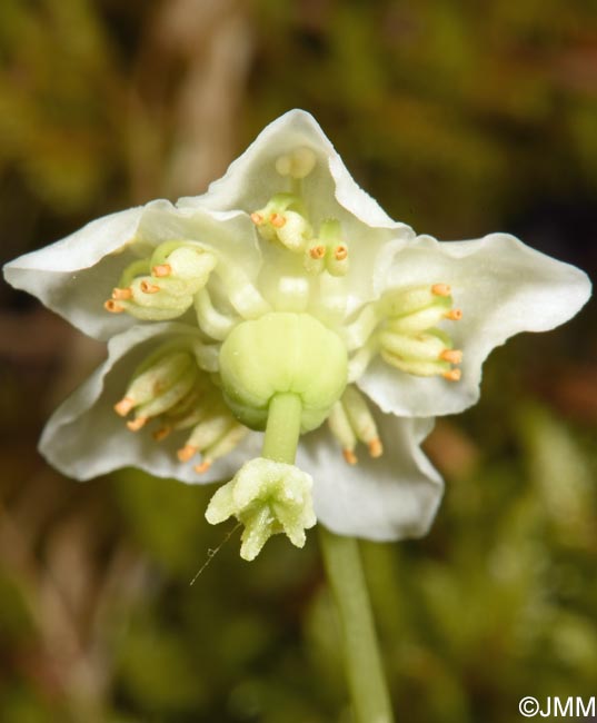 Moneses uniflora