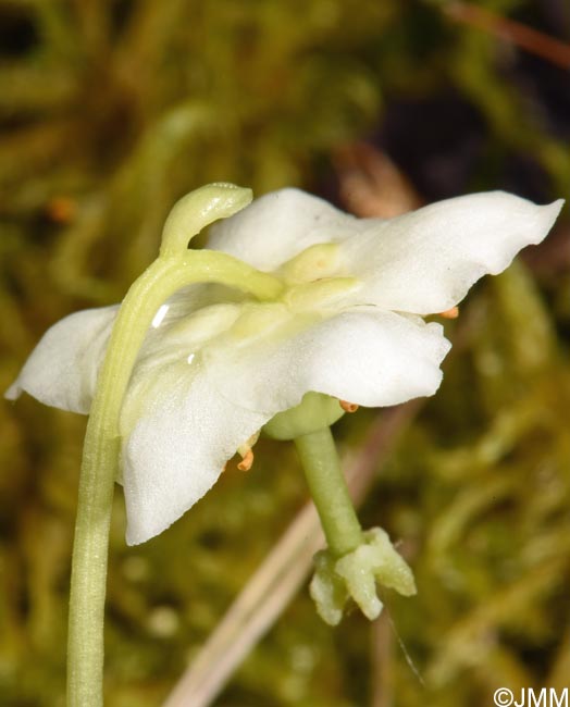 Moneses uniflora