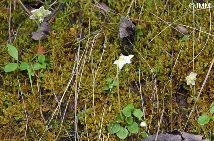 Moneses uniflora