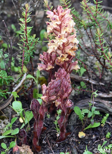 Orobanche alba