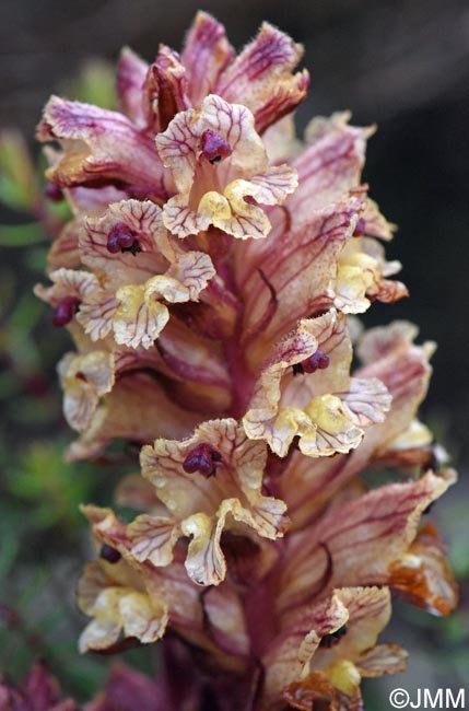 Orobanche alba