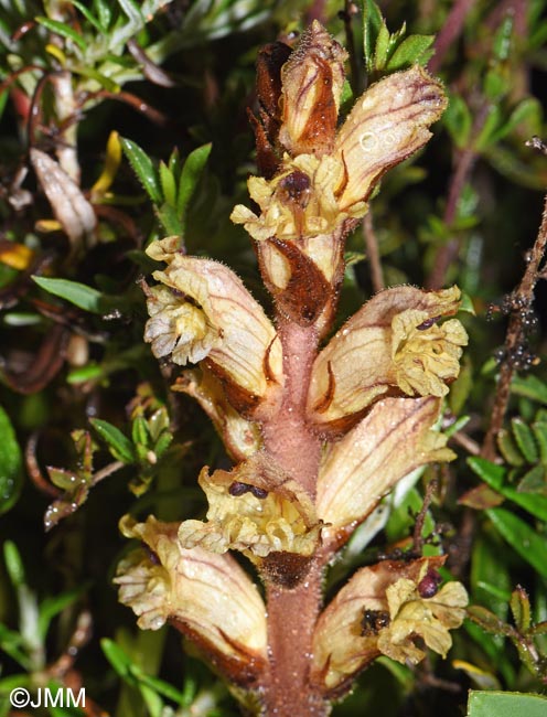 Orobanche alba