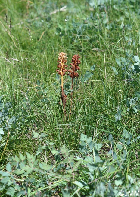 Orobanche alsatica