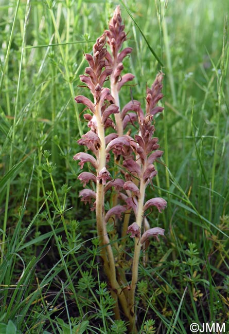 Orobanche caryophyllacea