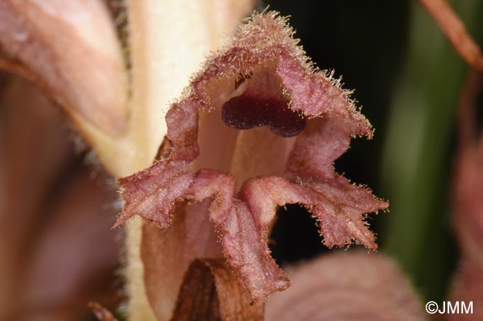 Orobanche caryophyllacea