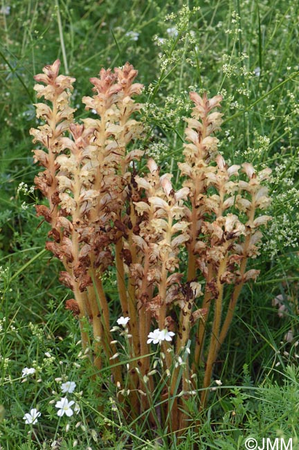 Orobanche caryophyllacea