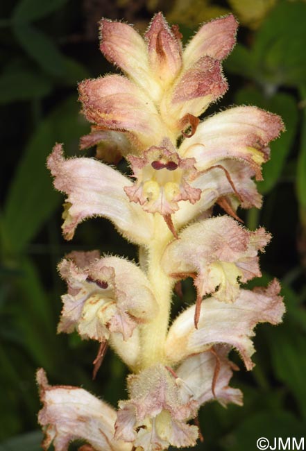 Orobanche caryophyllacea