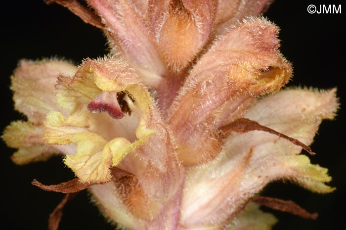 Orobanche caryophyllacea