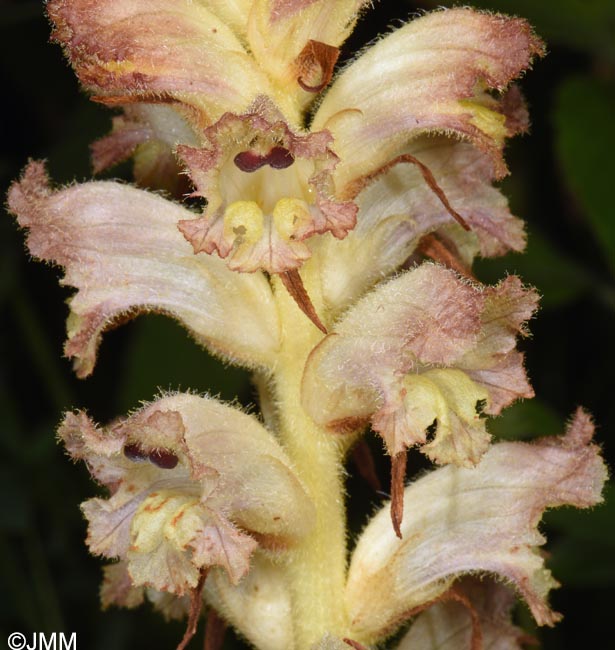 Orobanche caryophyllacea