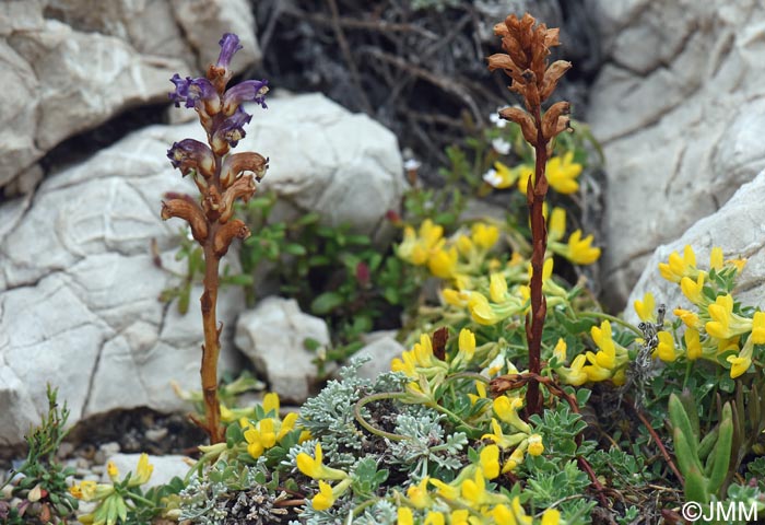 Orobanche cernua