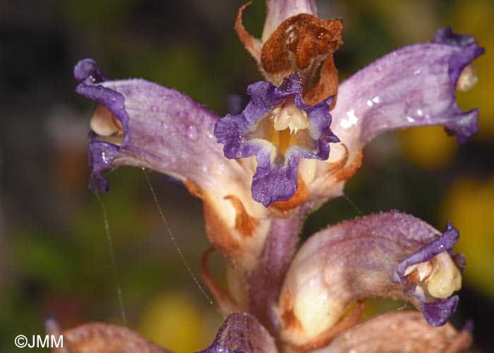 Orobanche cernua