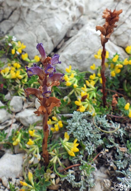 Orobanche cernua