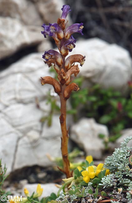 Orobanche cernua